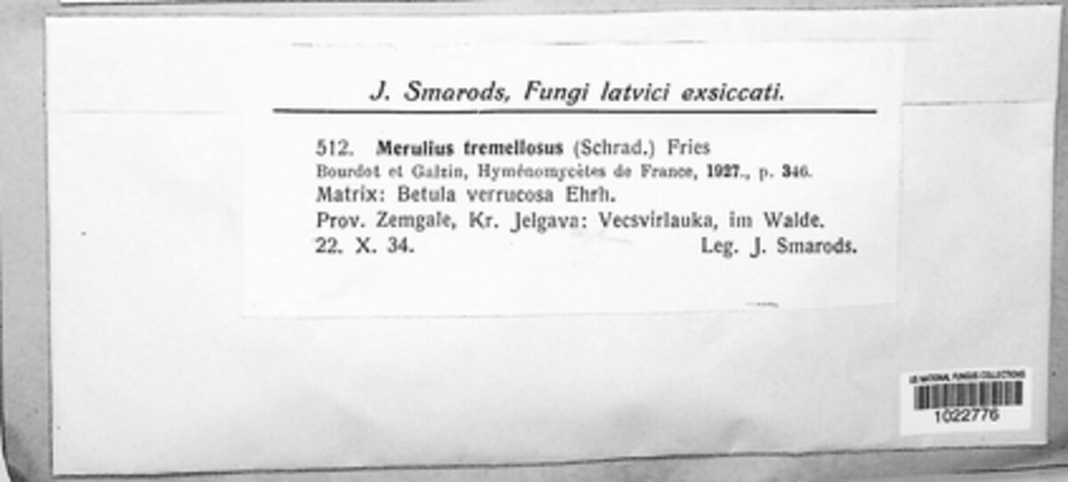 Phlebia tremellosa image